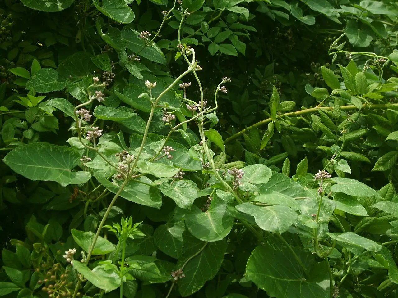 萝摩 (Metaplexis japonica) — 更多视角