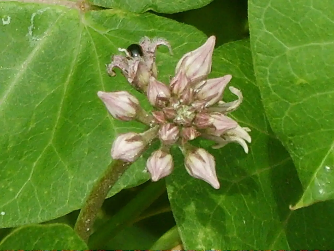 萝摩 (Metaplexis japonica) — 更多视角