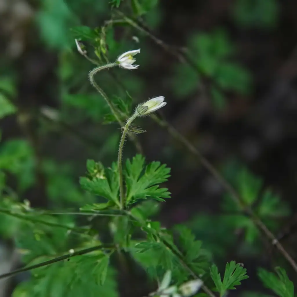 天葵 (Semiaquilegia adoxoides) — 主图