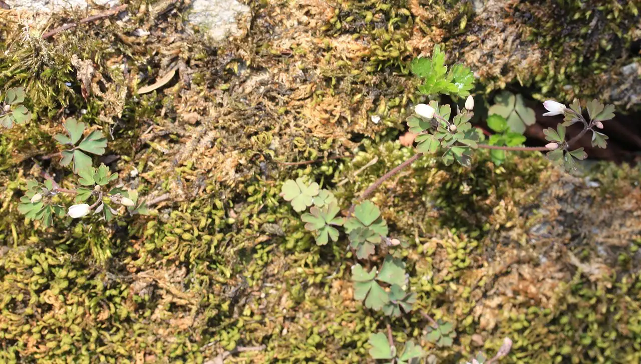 天葵 (Semiaquilegia adoxoides) — 特写