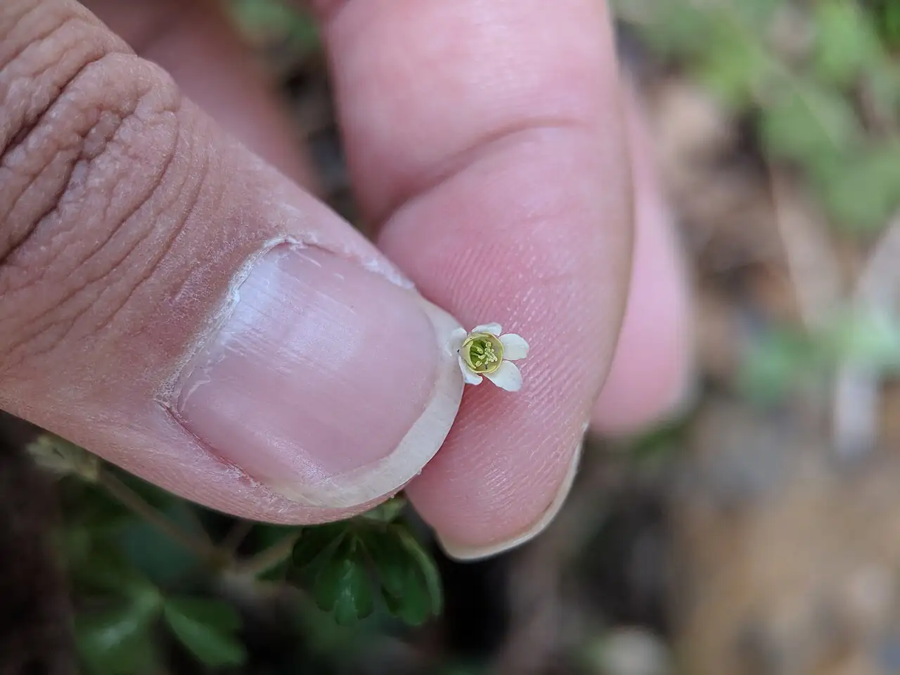 天葵 (Semiaquilegia adoxoides) — 环境展示