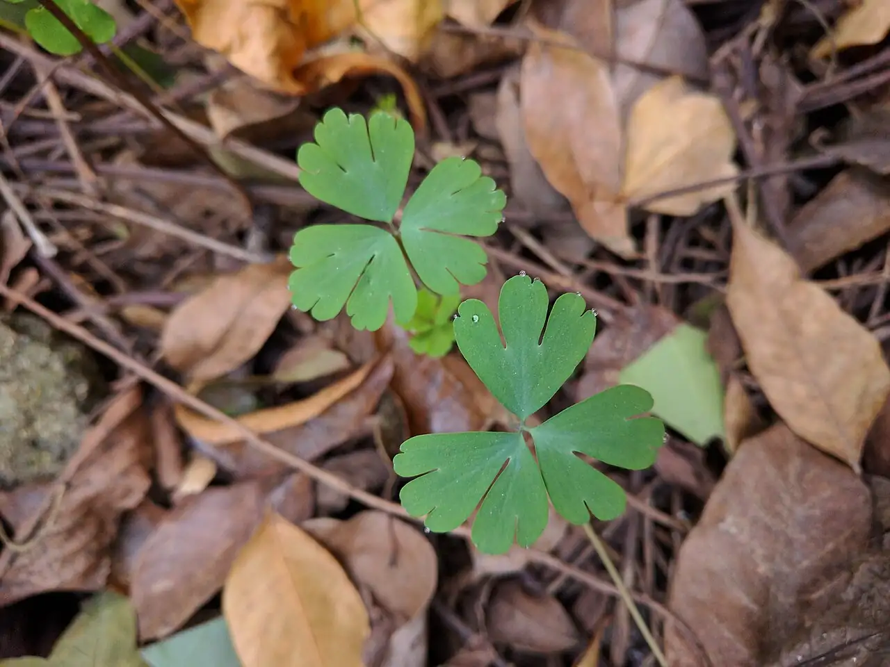 天葵 (Semiaquilegia adoxoides) — 更多视角