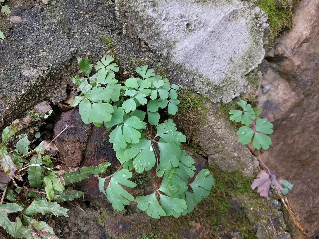 天葵 (Semiaquilegia adoxoides) — 更多视角