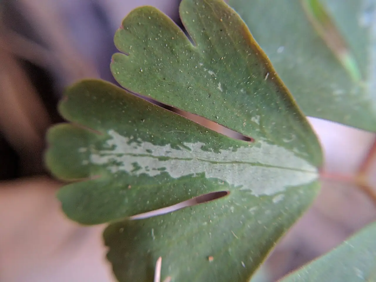 天葵 (Semiaquilegia adoxoides) — 更多视角
