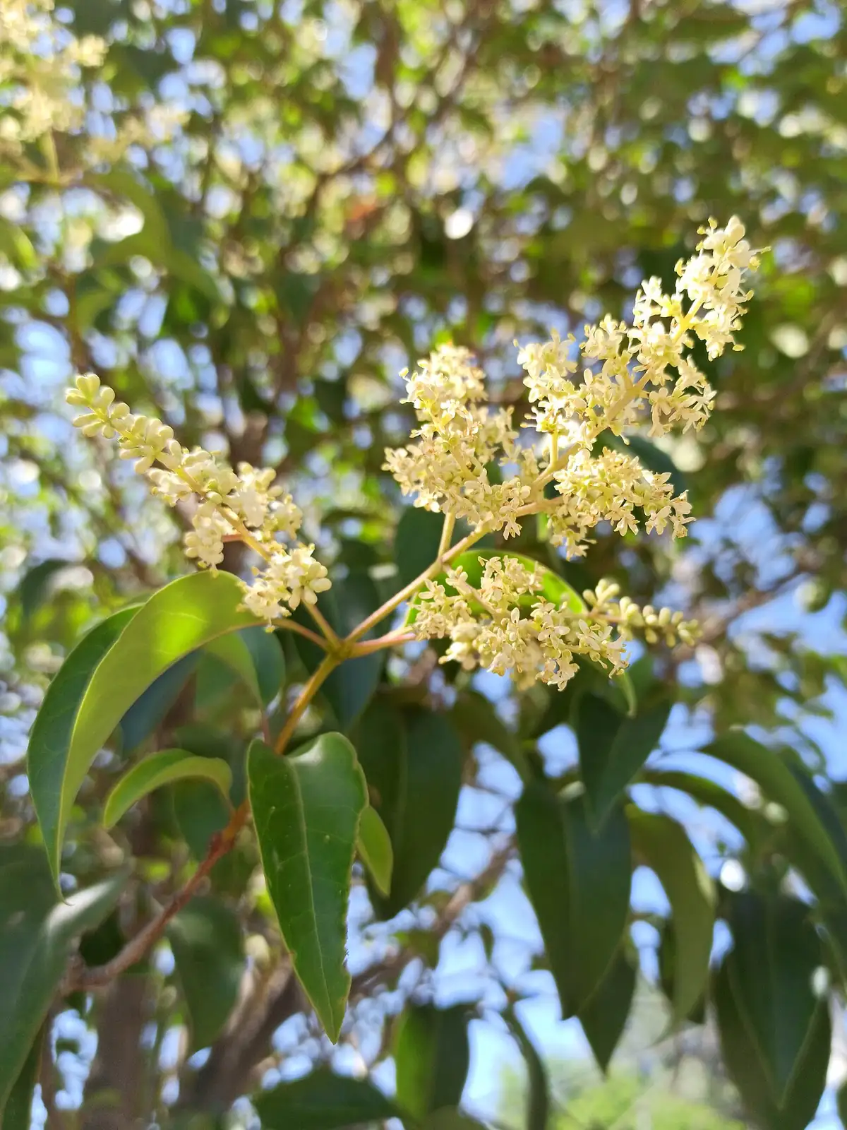 女贞 (Ligustrum lucidum) — 主图