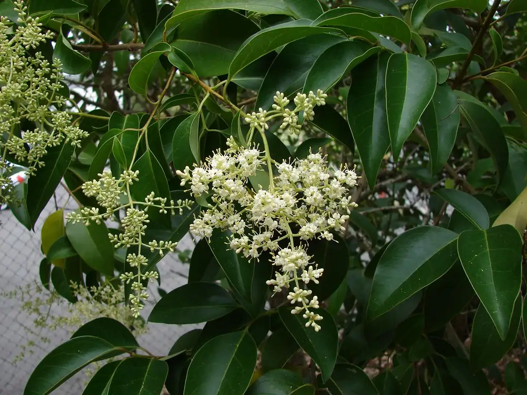 女贞 (Ligustrum lucidum) — 更多视角