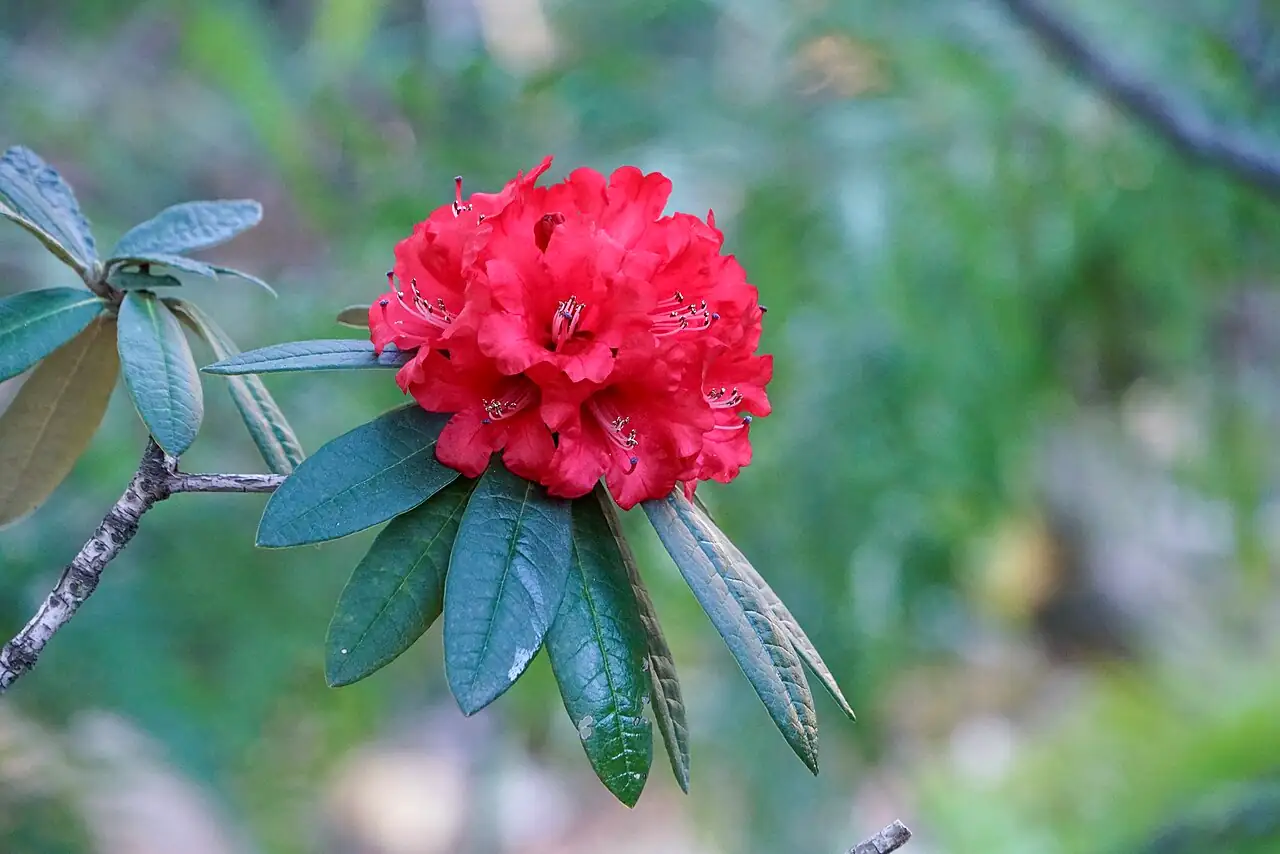 马缨杜鹃 (Rhododendron delavayi) — 主图