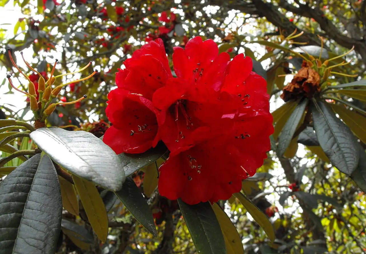 马缨杜鹃 (Rhododendron delavayi) — 细节