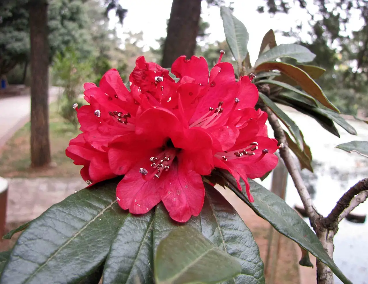 马缨杜鹃 (Rhododendron delavayi) — 特写