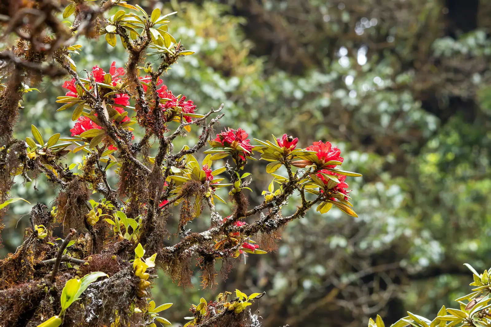 马缨杜鹃 (Rhododendron delavayi) — 环境展示