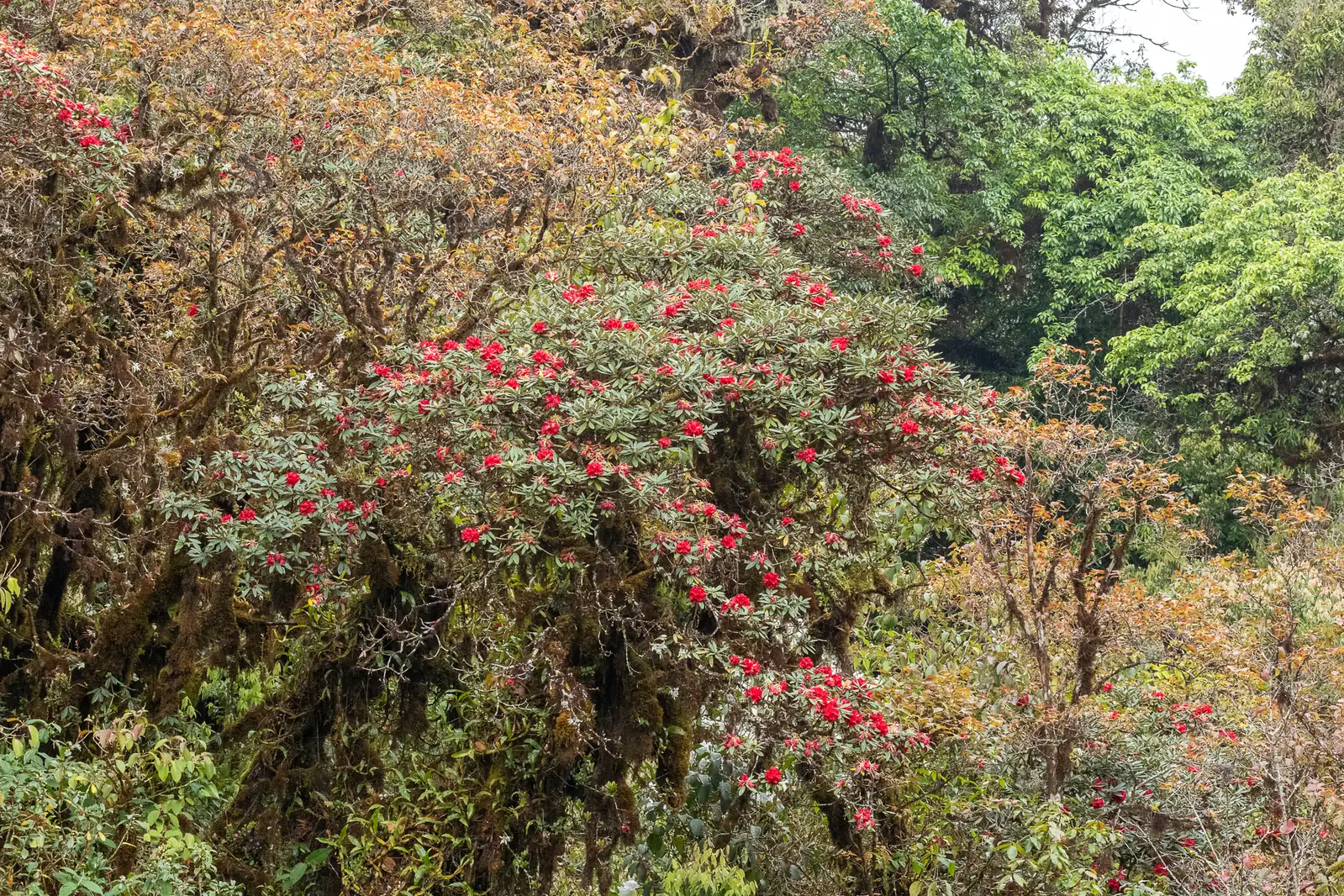 马缨杜鹃 (Rhododendron delavayi) — 更多视角