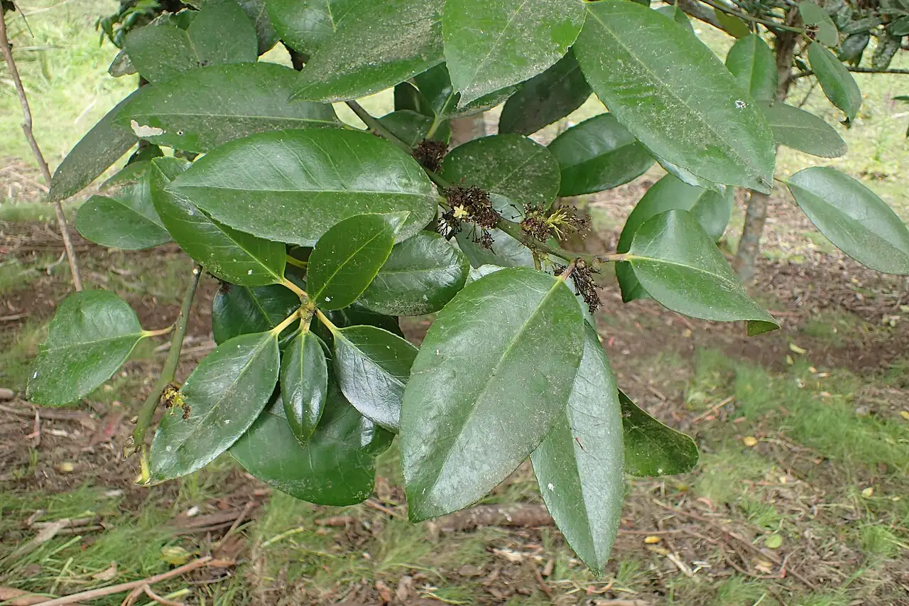 大叶冬青 (Ilex latifolia) — 特写