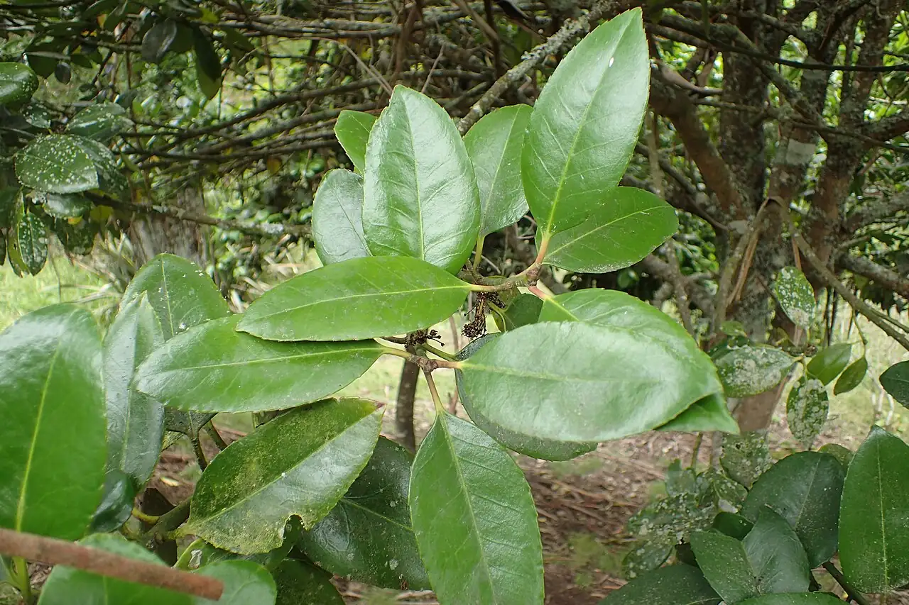 大叶冬青 (Ilex latifolia) — 环境展示