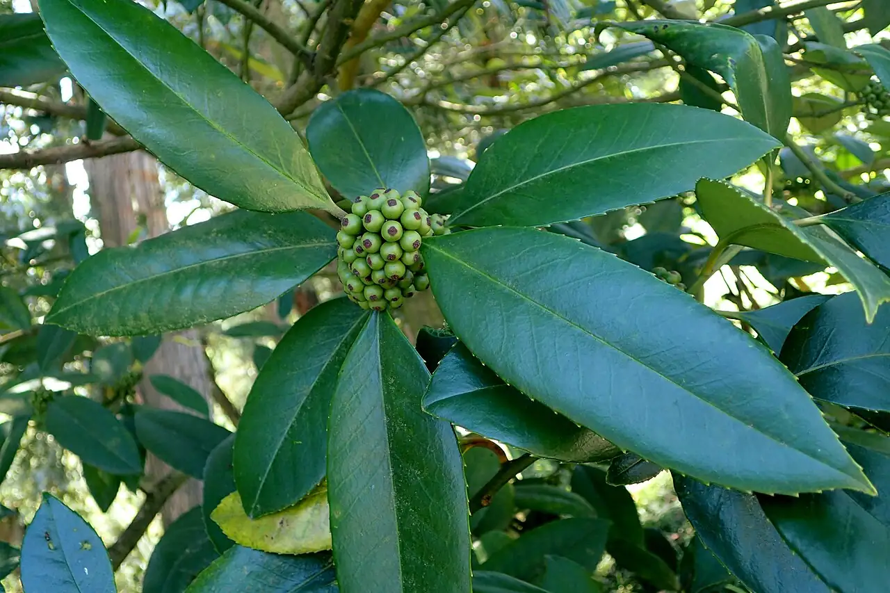 大叶冬青 (Ilex latifolia) — 更多视角