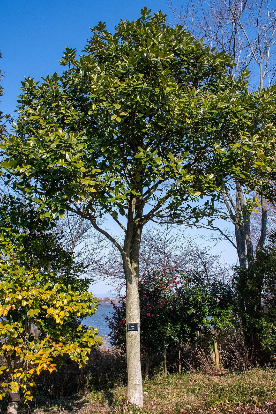 大叶冬青 (Ilex latifolia) — 更多视角