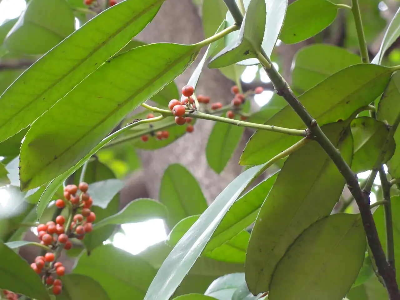 大叶冬青 (Ilex latifolia) — 更多视角