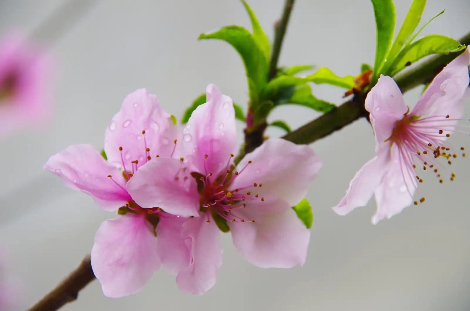 桃 (Prunus persica) — 主图