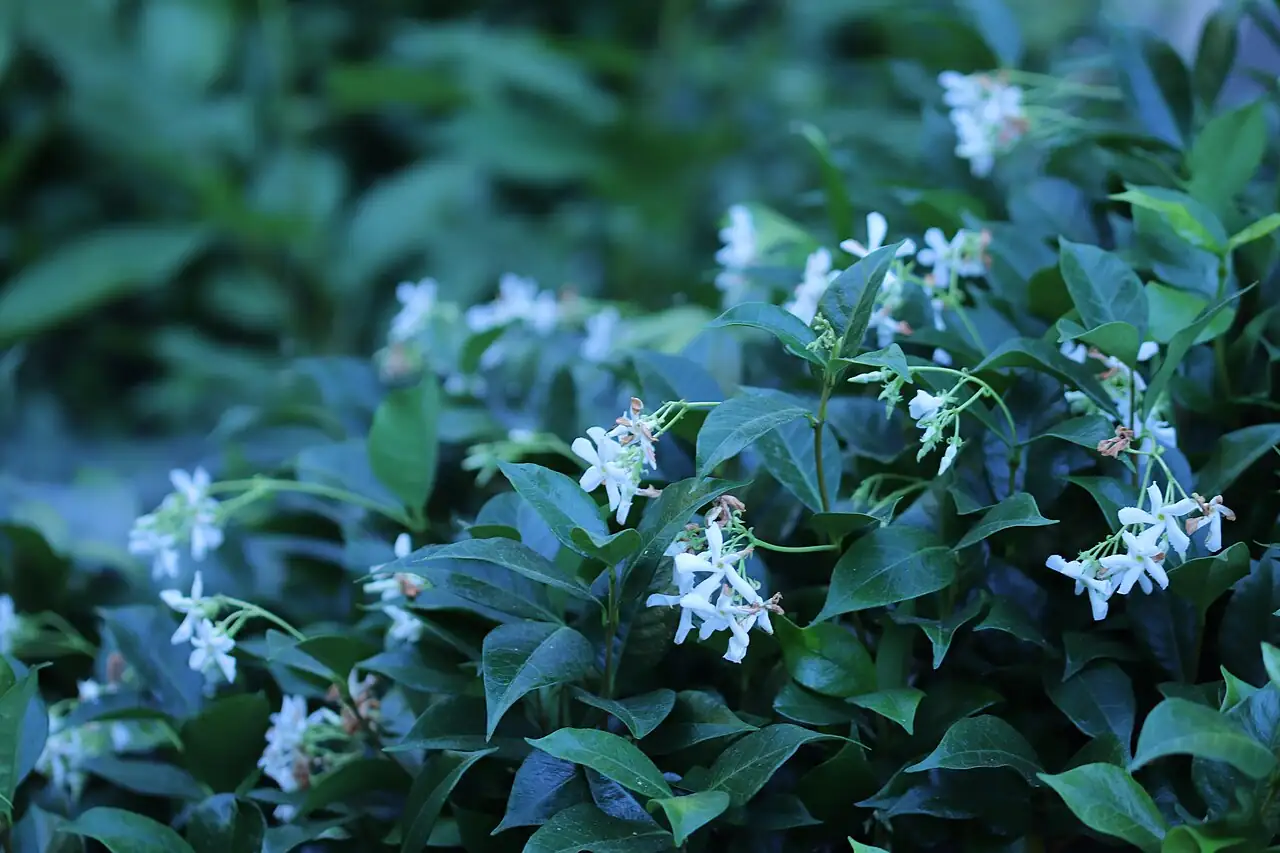 络石 (Trachelospermum jasminoides) — 更多视角