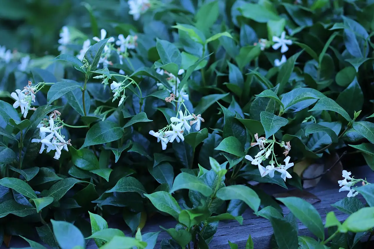 络石 (Trachelospermum jasminoides) — 更多视角