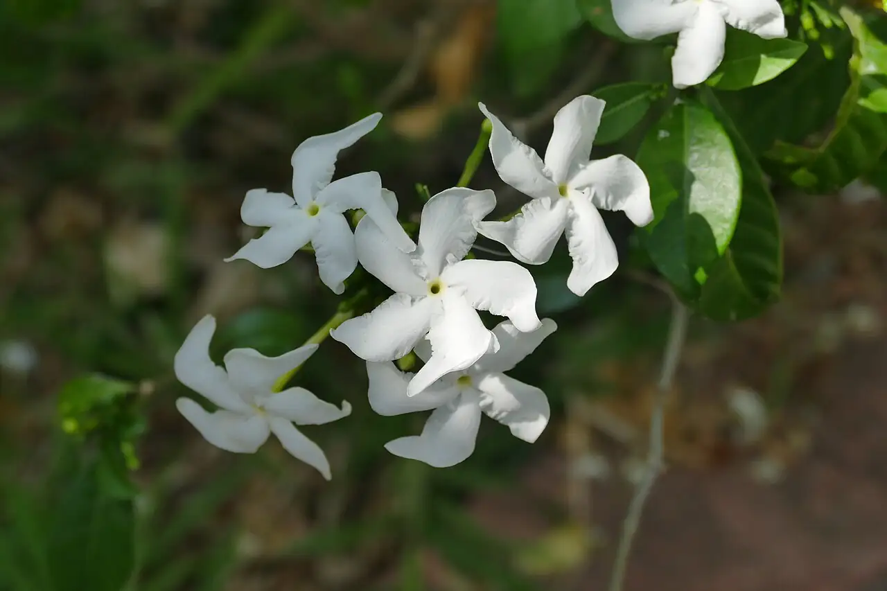 络石 (Trachelospermum jasminoides) — 更多视角