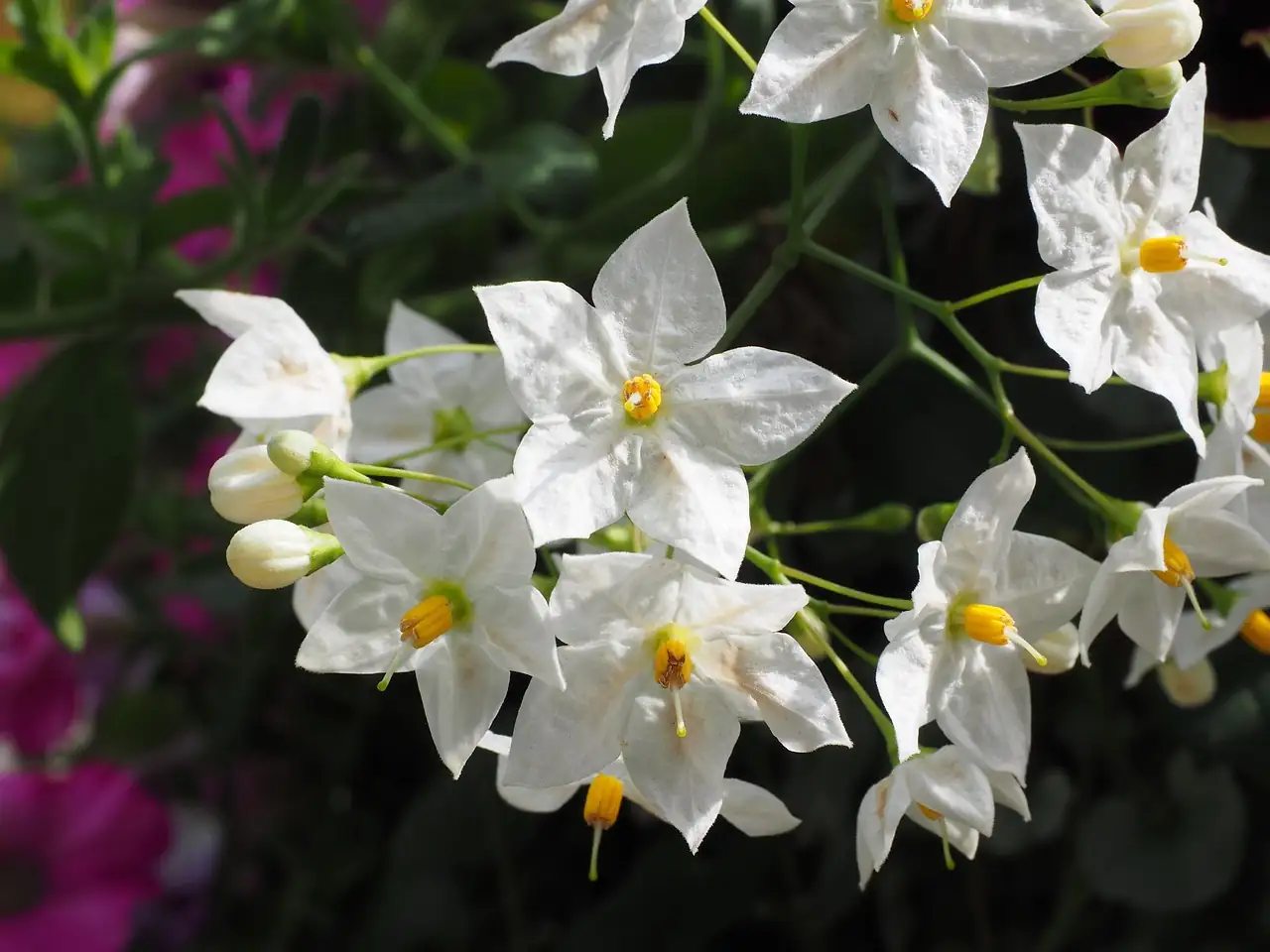 络石 (Trachelospermum jasminoides) — 主图