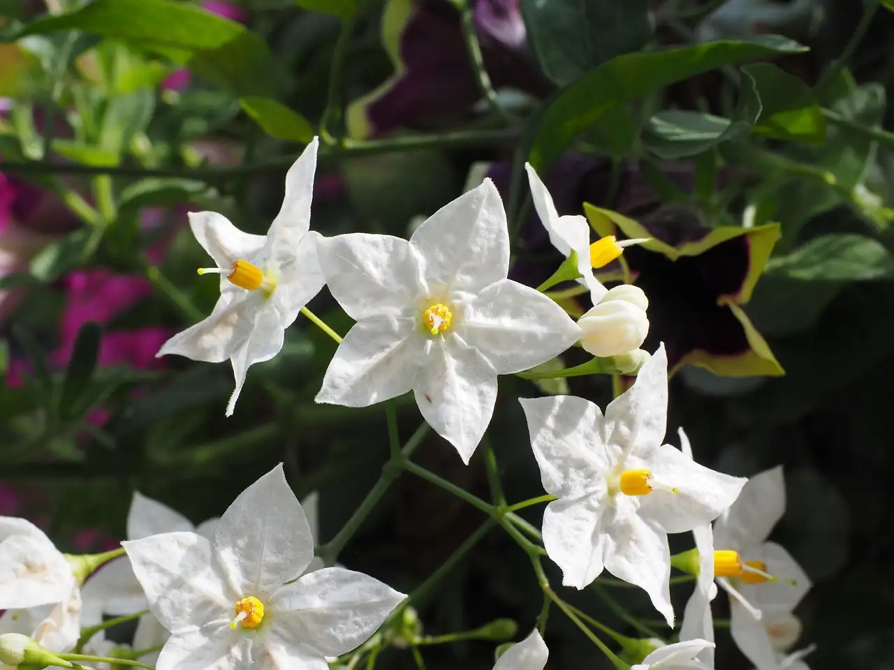 络石 (Trachelospermum jasminoides) — 细节