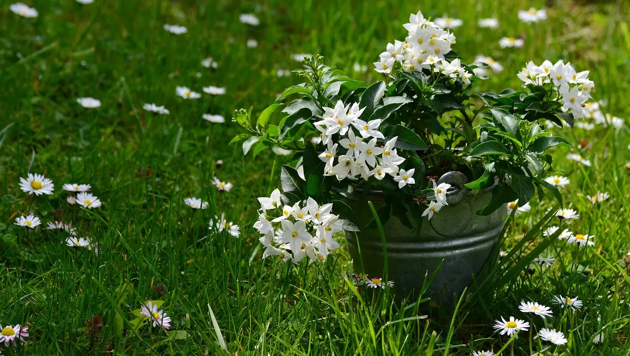 络石 (Trachelospermum jasminoides) — 特写
