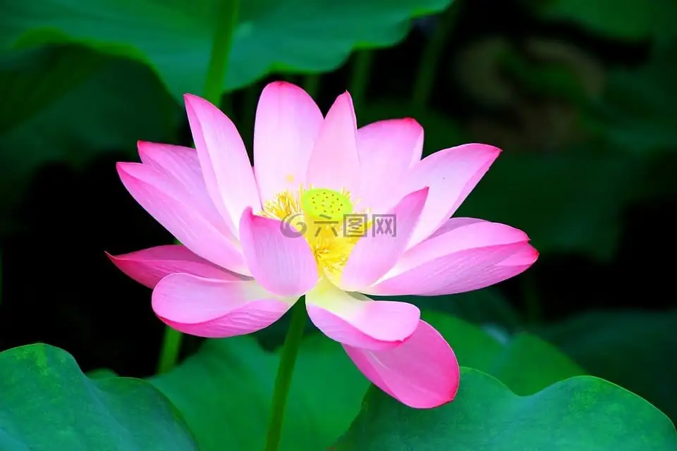 荷花 (Nelumbo nucifera) — 特写