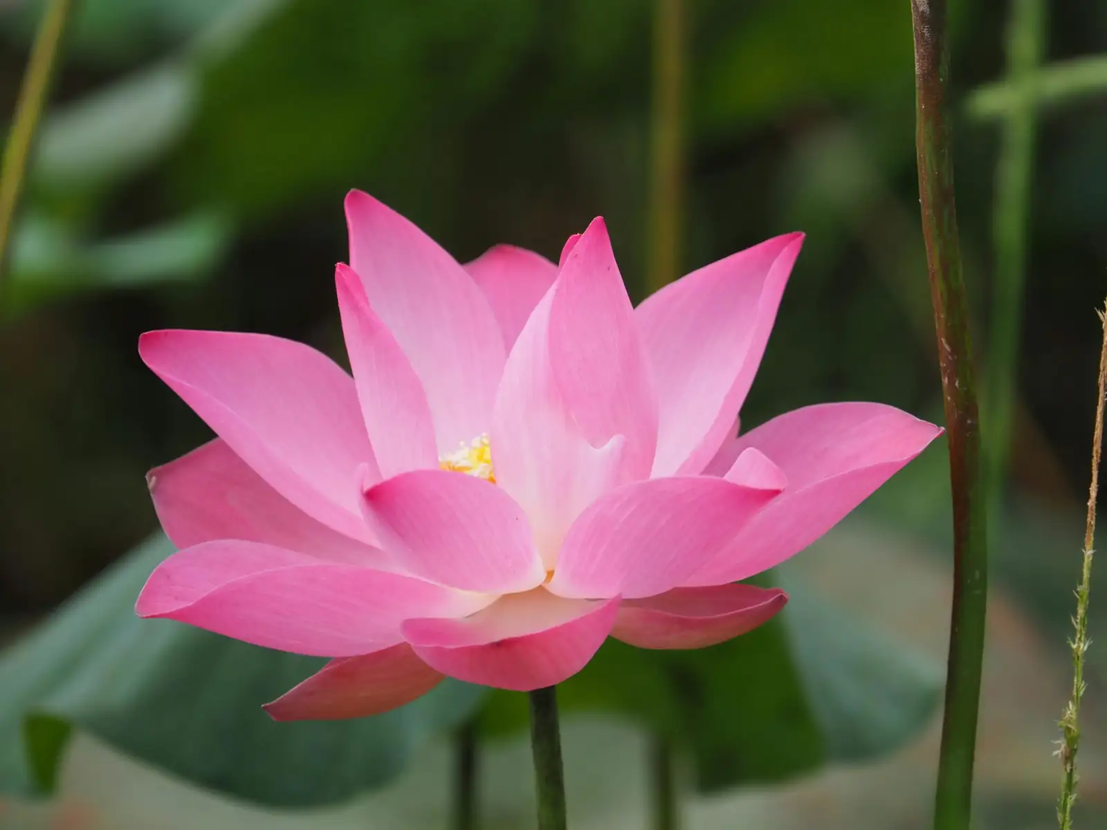 荷花 (Nelumbo nucifera) — 环境展示