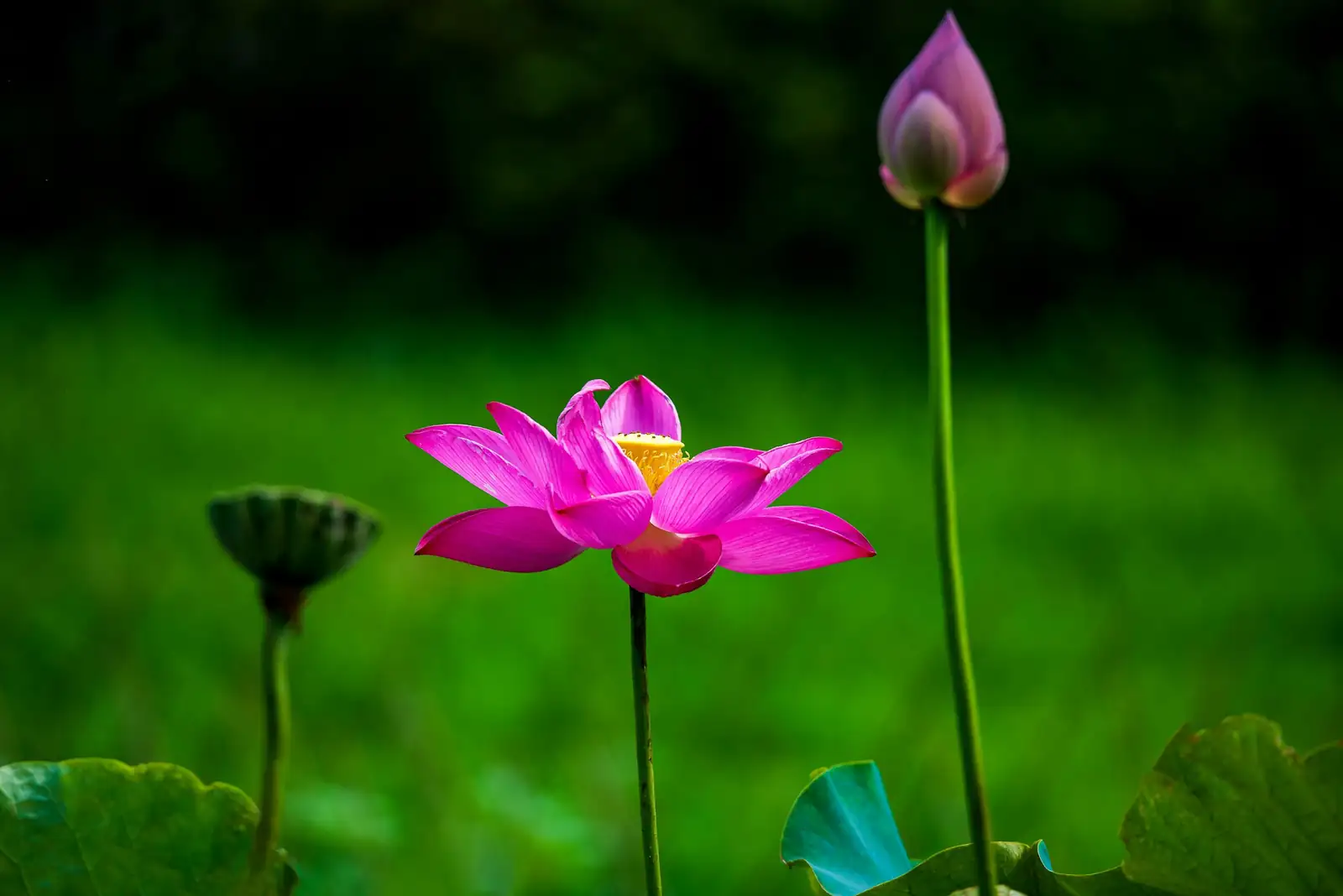荷花 (Nelumbo nucifera) — 更多视角