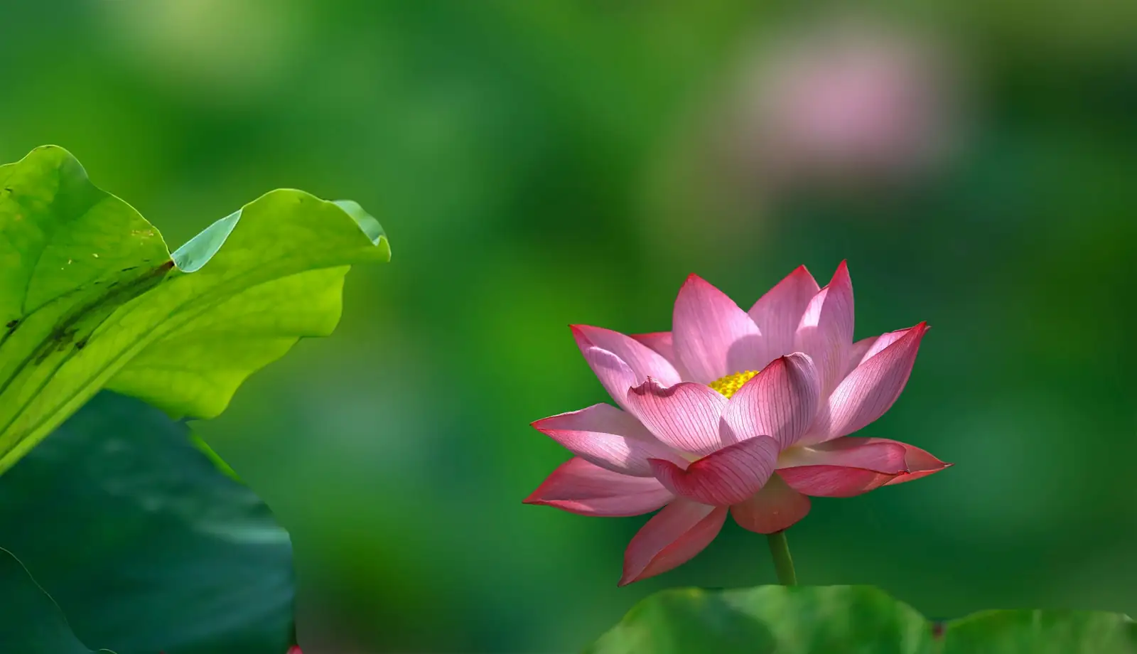 荷花 (Nelumbo nucifera) — 更多视角