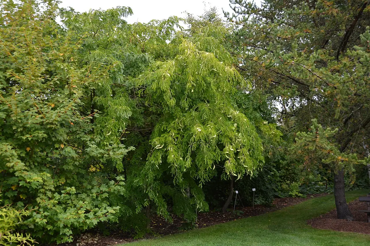 山皂荚 (Gleditsia japonica) — 环境展示