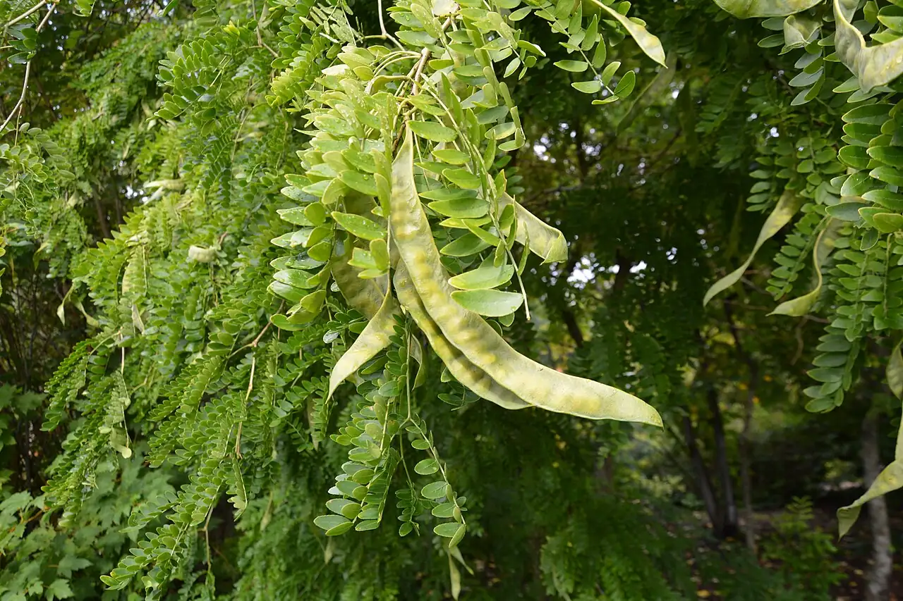 山皂荚 (Gleditsia japonica) — 更多视角