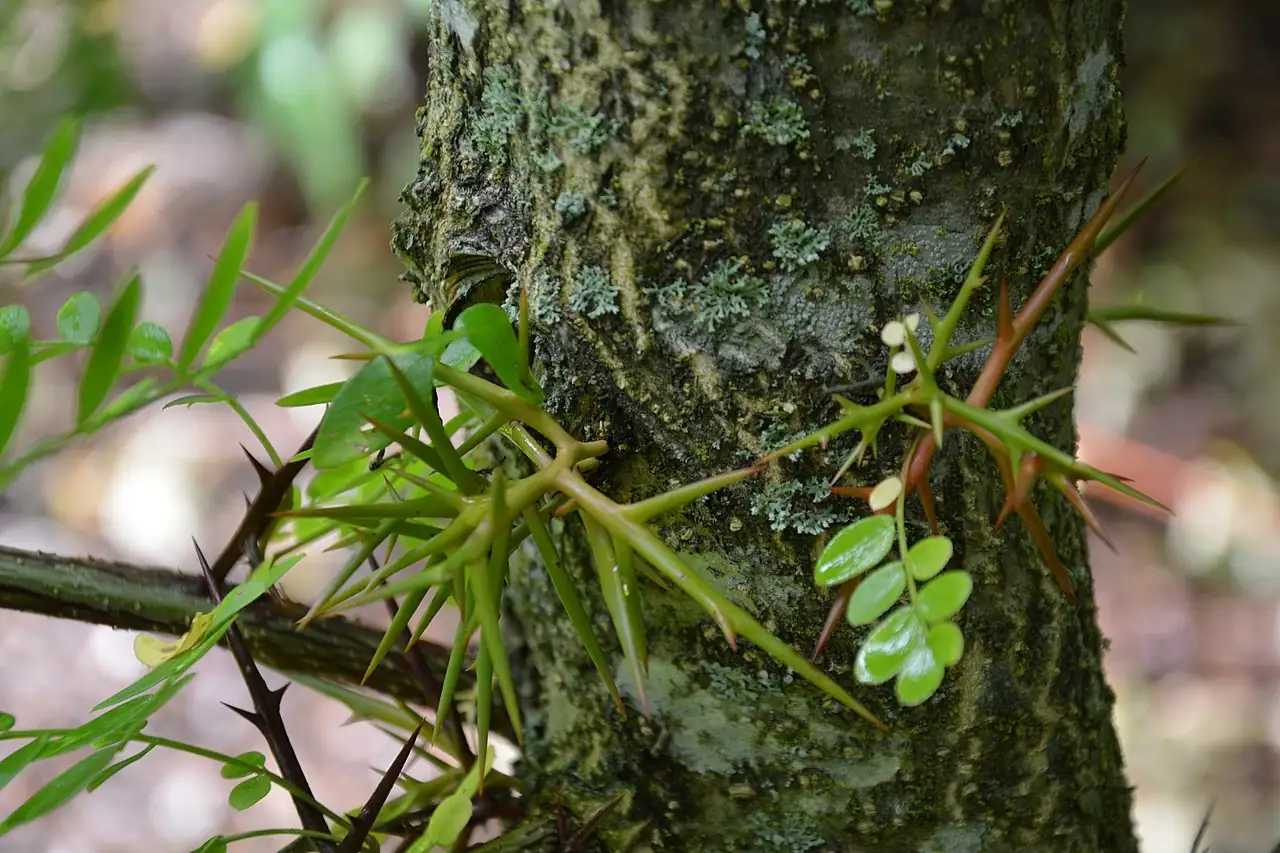 山皂荚 (Gleditsia japonica) — 更多视角