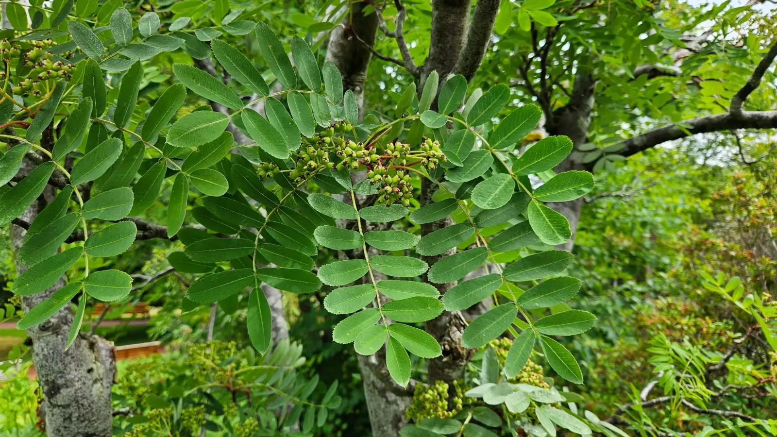 山皂荚 (Gleditsia japonica) — 特写