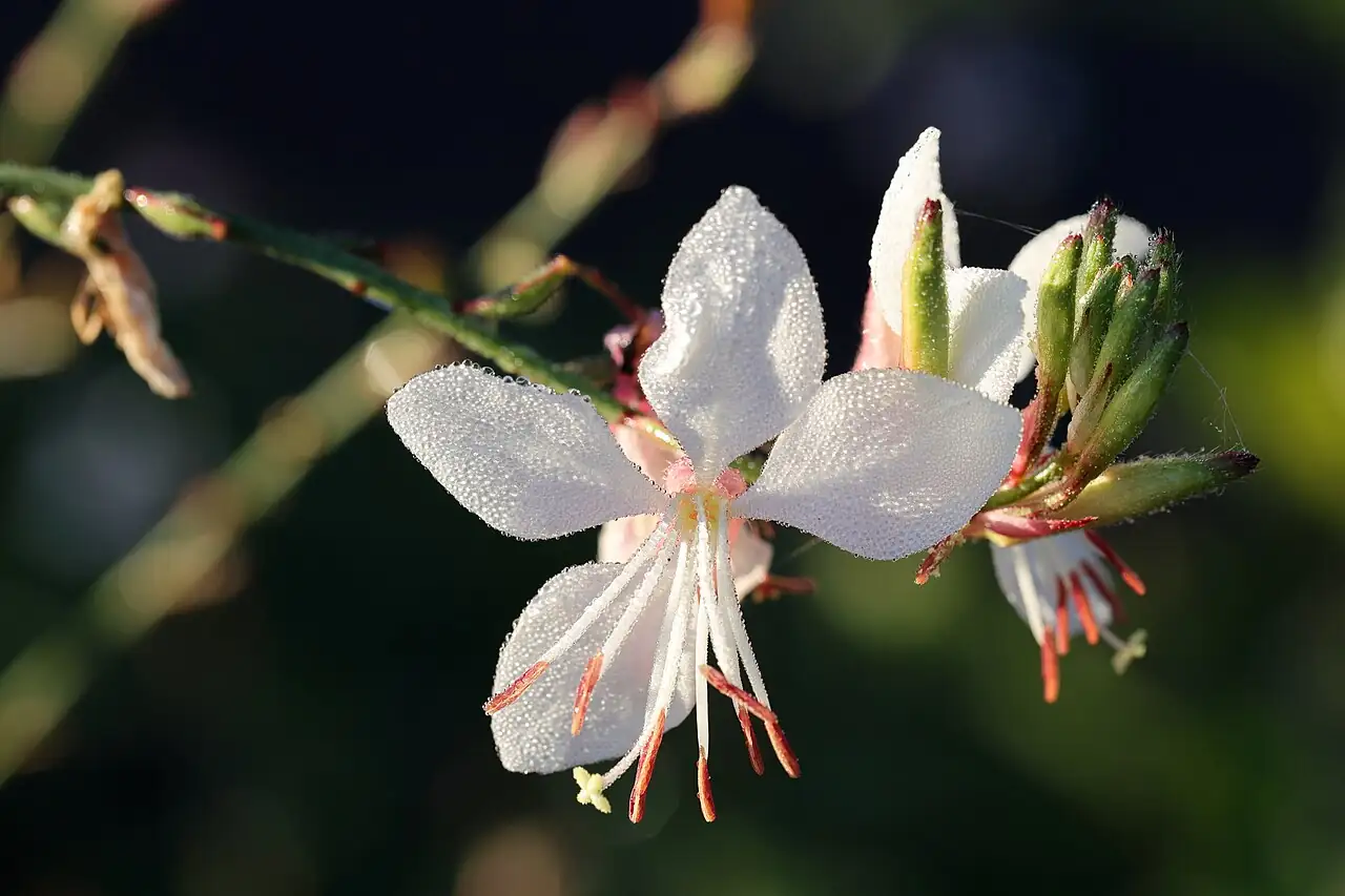 千鸟花 (Gaura lindheimeri) — 主图
