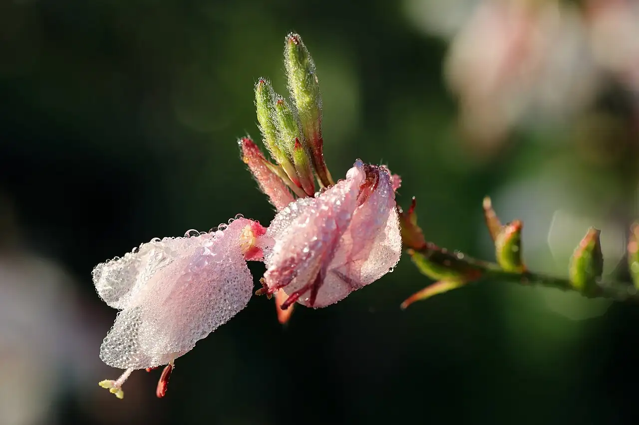 千鸟花 (Gaura lindheimeri) — 细节