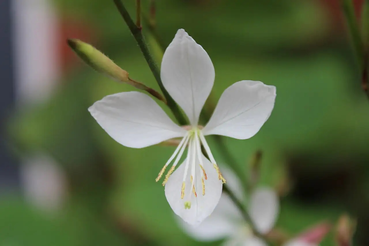 千鸟花 (Gaura lindheimeri) — 特写