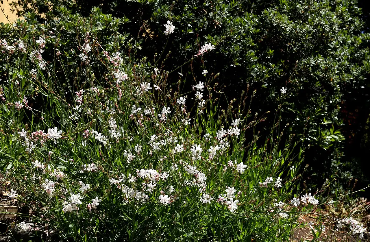 千鸟花 (Gaura lindheimeri) — 环境展示