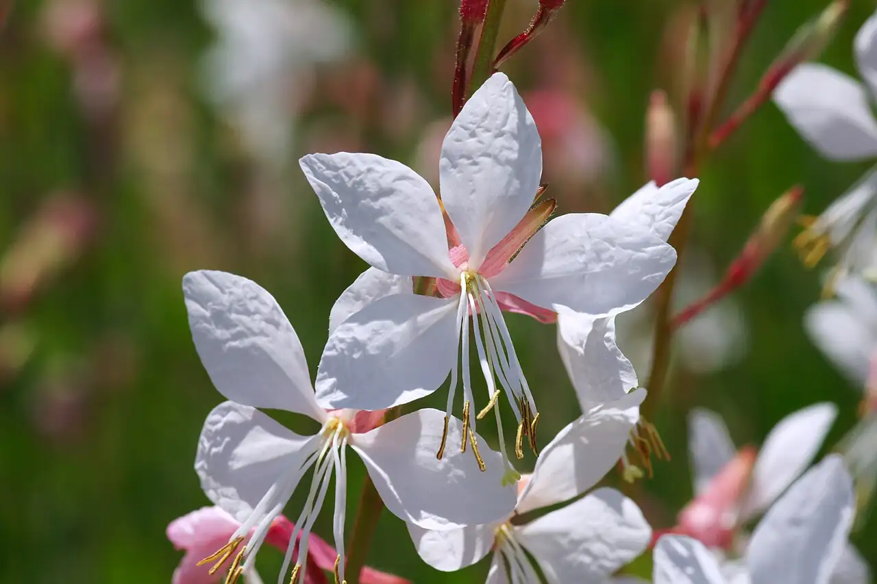 千鸟花 (Gaura lindheimeri) — 更多视角