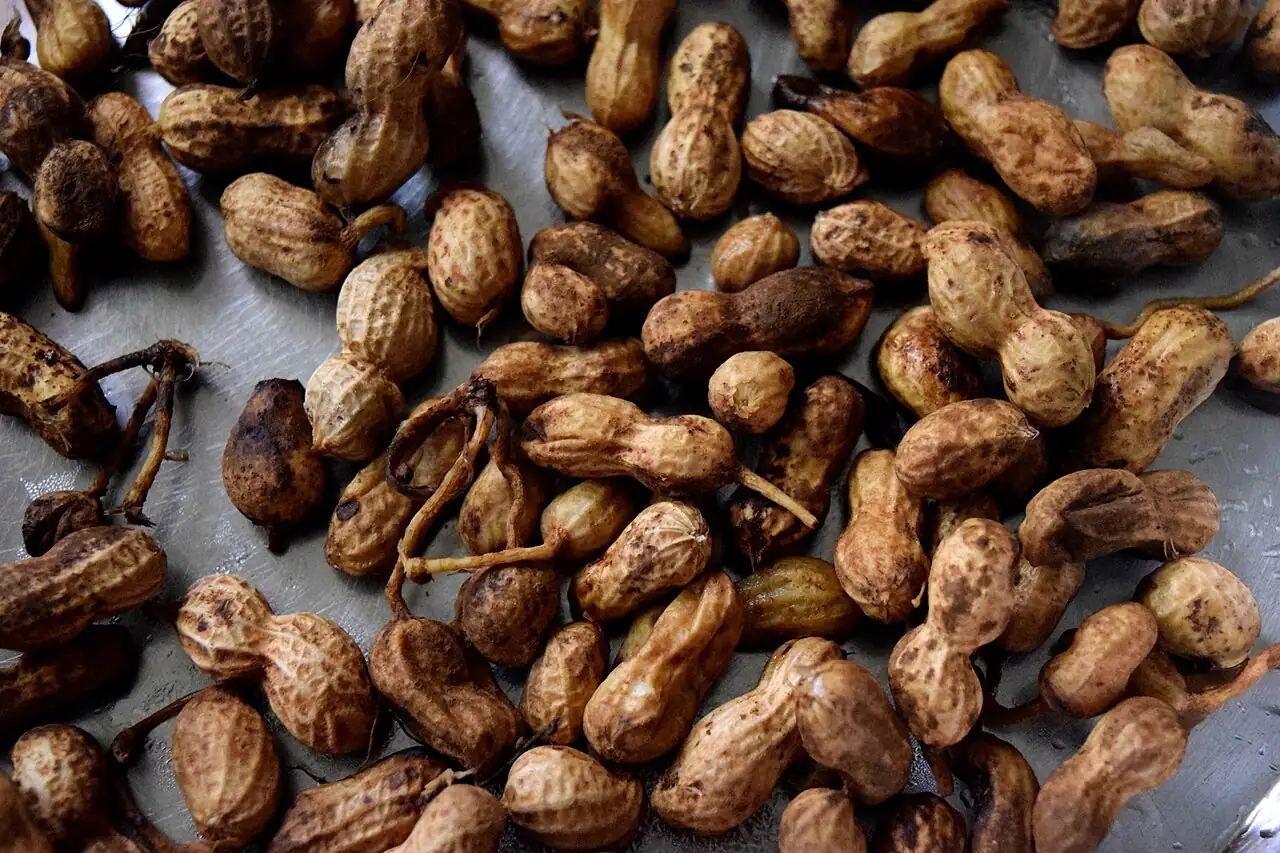 落花生 (Arachis hypogaea) — 特写