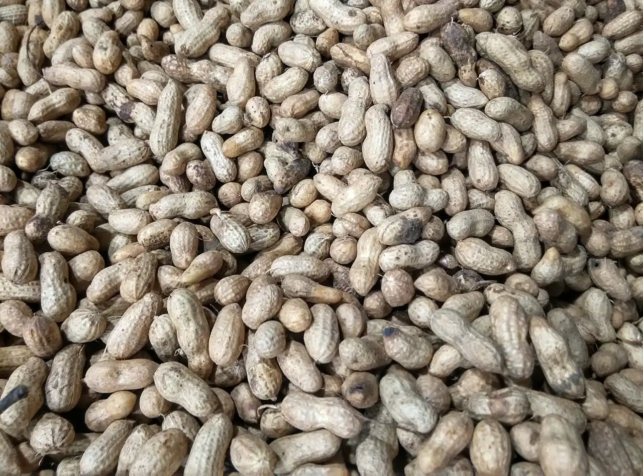 落花生 (Arachis hypogaea) — 环境展示