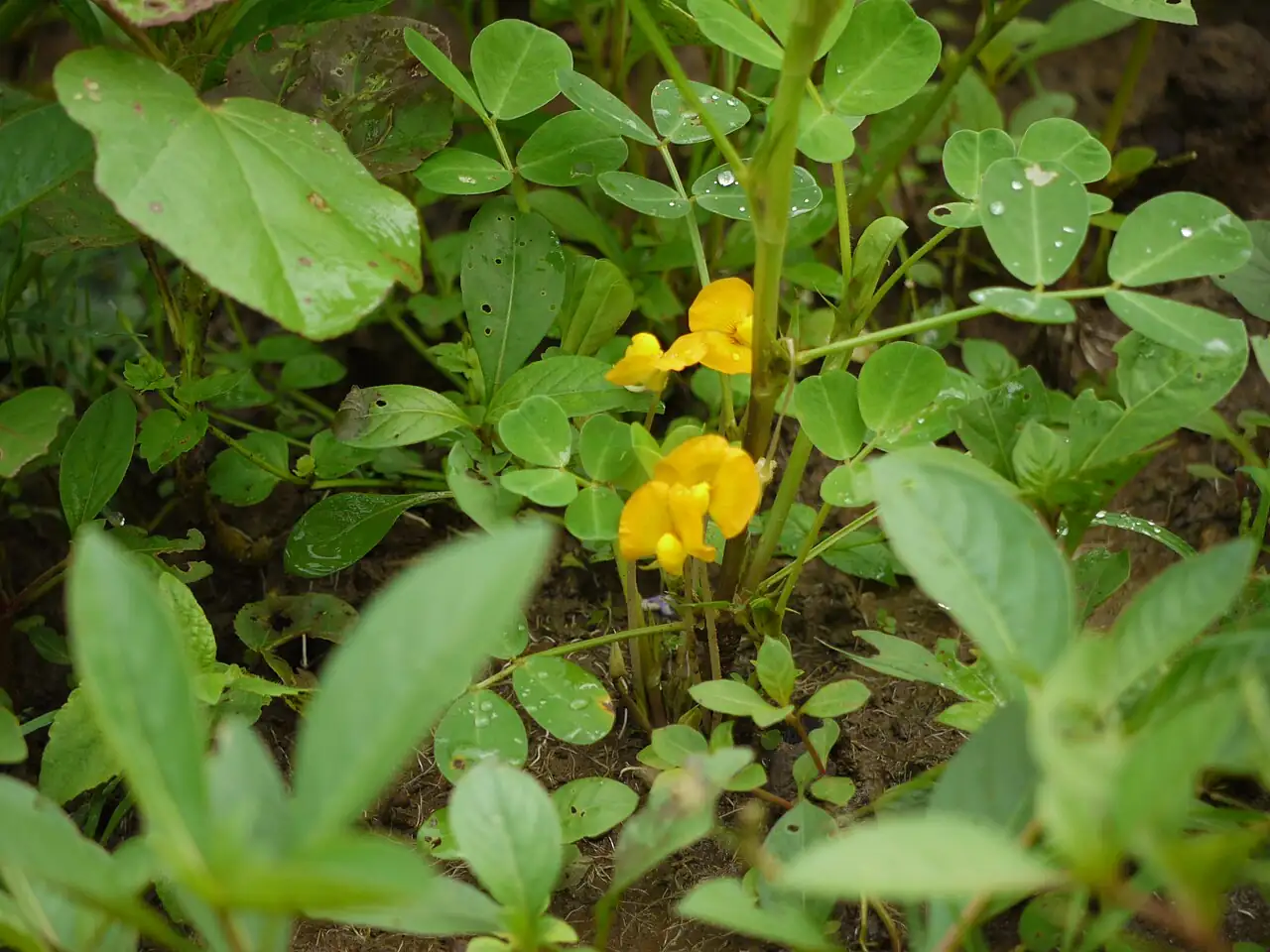 落花生 (Arachis hypogaea) — 更多视角