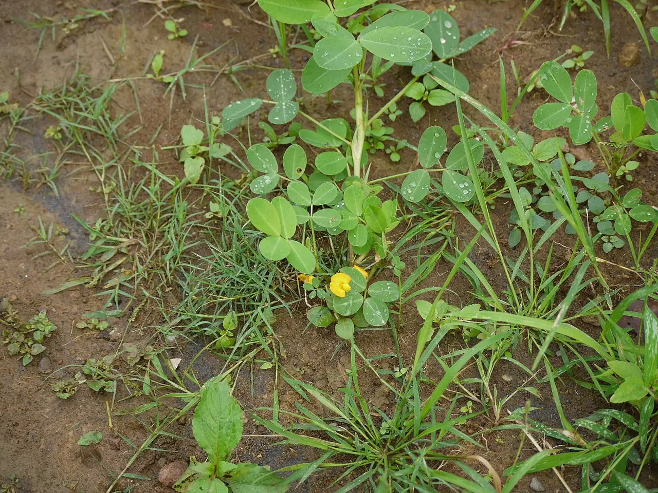 落花生 (Arachis hypogaea) — 更多视角