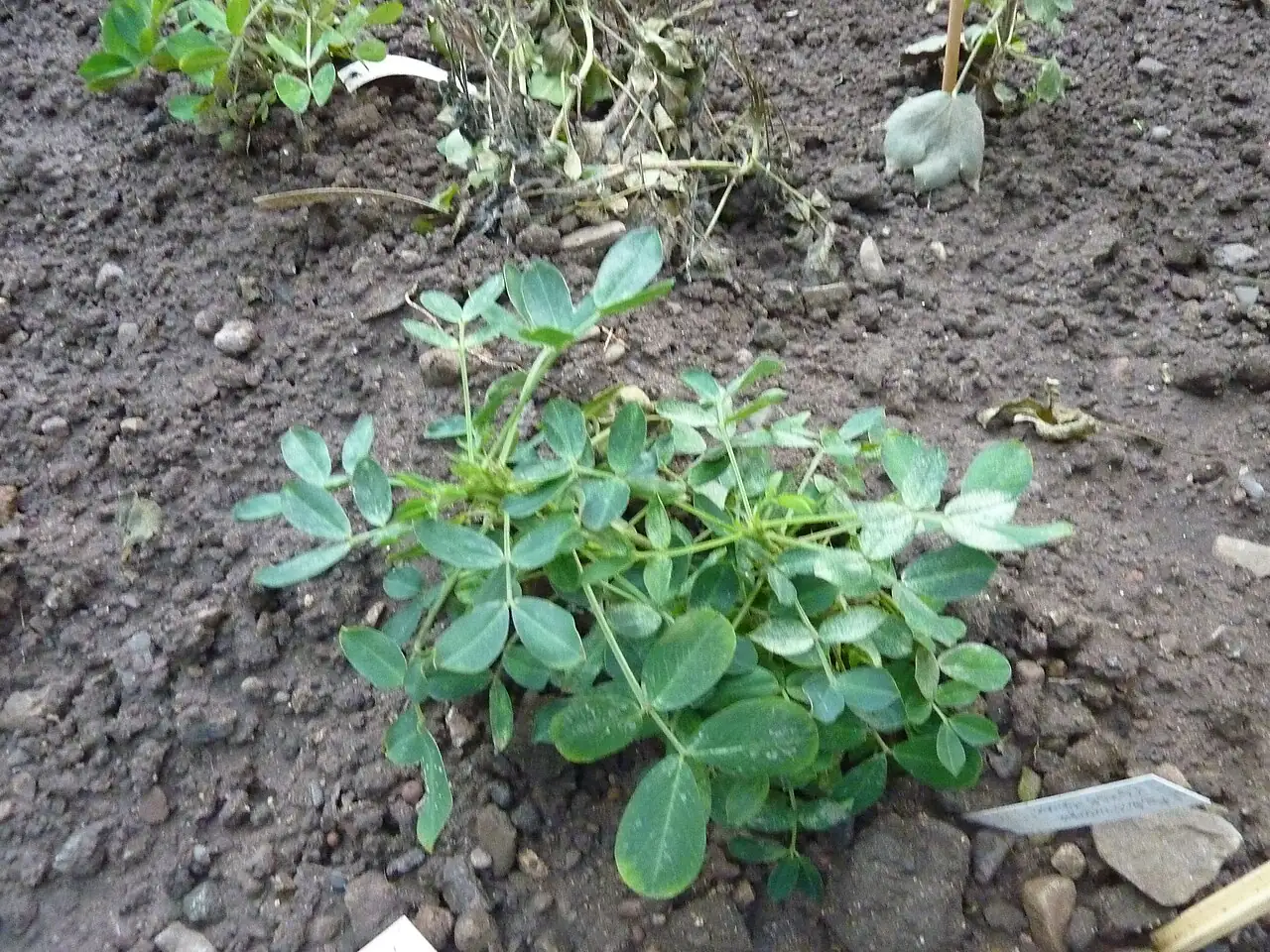 落花生 (Arachis hypogaea) — 更多视角