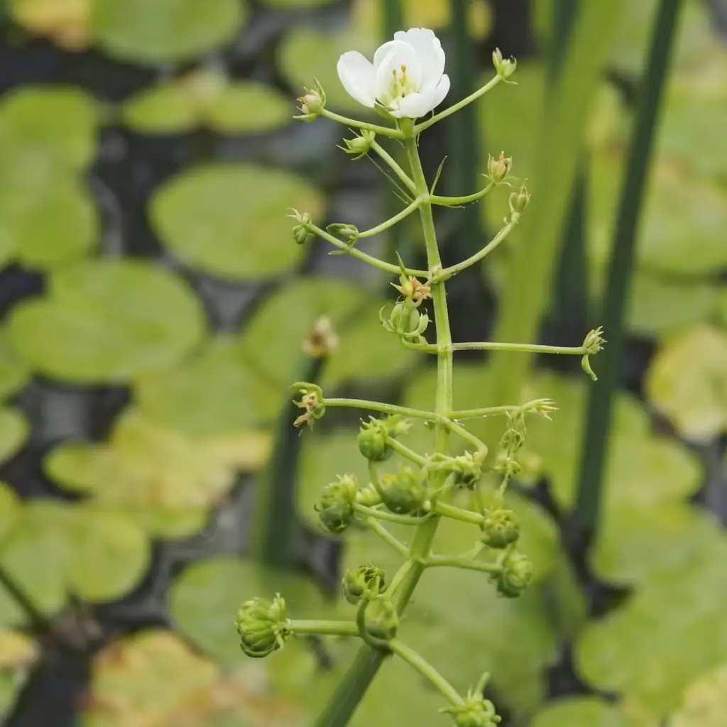 窄叶泽泻 (Alisma canaliculatum) — 细节