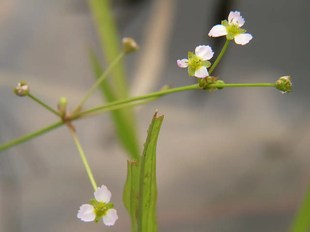 窄叶泽泻 (Alisma canaliculatum) — 特写