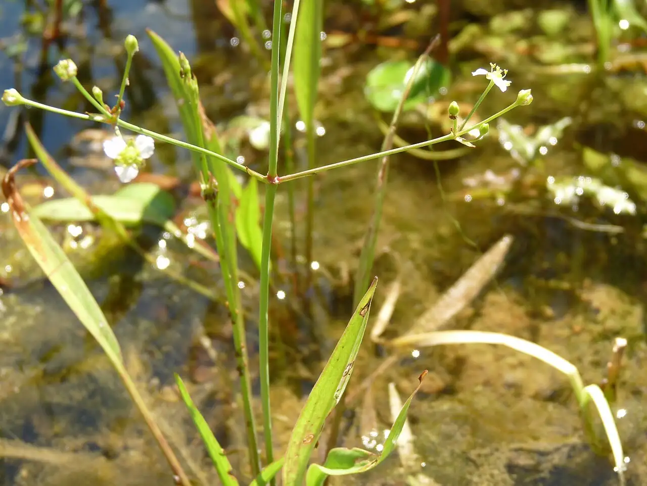 窄叶泽泻 (Alisma canaliculatum) — 环境展示