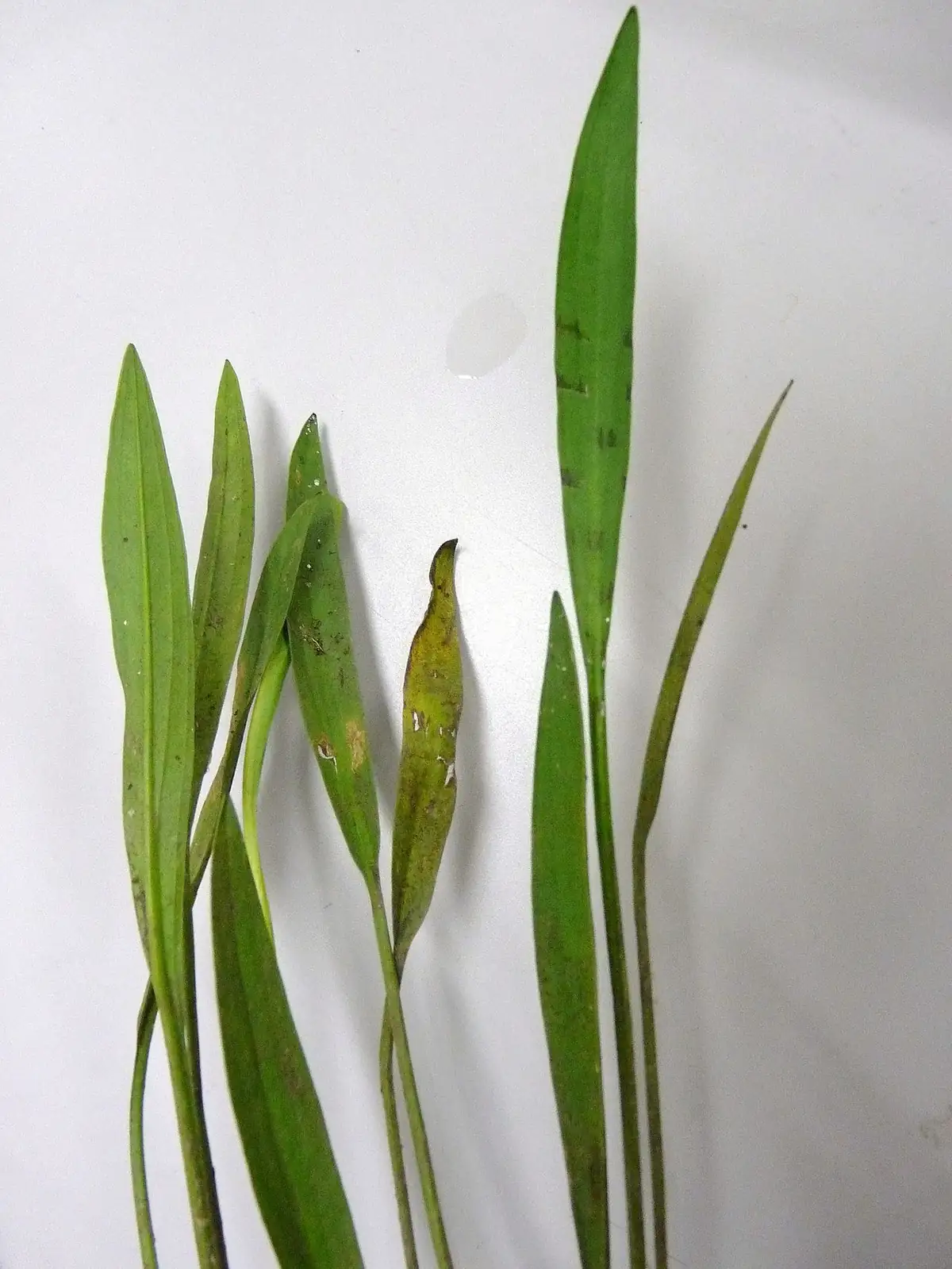 窄叶泽泻 (Alisma canaliculatum) — 更多视角
