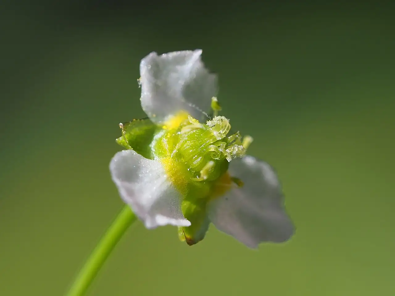 窄叶泽泻 (Alisma canaliculatum) — 更多视角